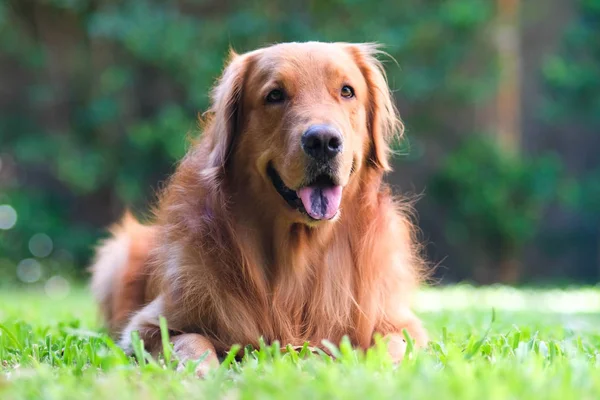 Golden retriever — Stockfoto