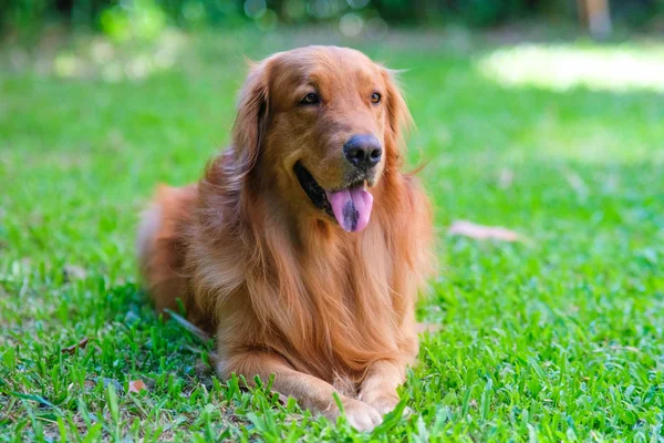 Golden retriever — Stockfoto