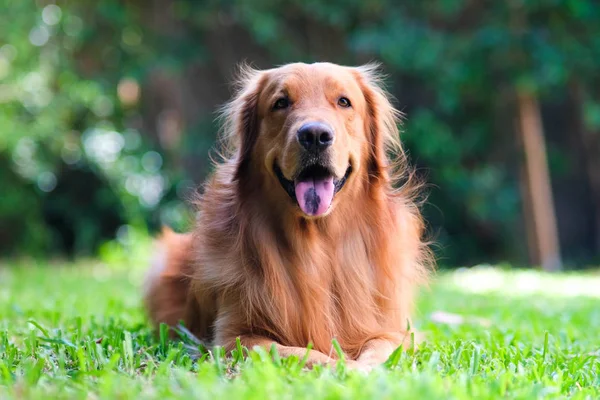 Golden retriever — Stockfoto