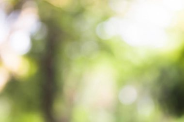 yeşil zemin doğa, daire hafif duvar kağıdı, beyaz bokeh arka plan bulanık