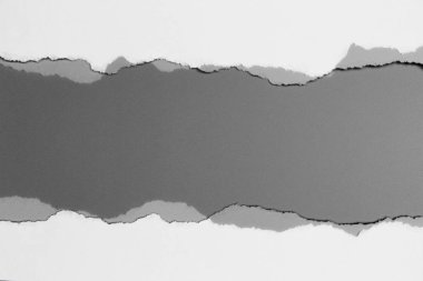 Gri arka planda beyaz yırtık kağıt. koleksiyon kağıdı yırtılması