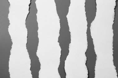 Gri arka planda beyaz yırtık kağıt. koleksiyon kağıdı yırtılması