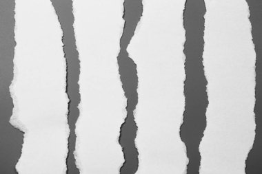 Gri arka planda beyaz yırtık kağıt. koleksiyon kağıdı yırtılması