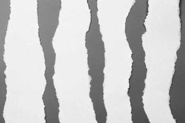 Gri arka planda beyaz yırtık kağıt. koleksiyon kağıdı yırtılması