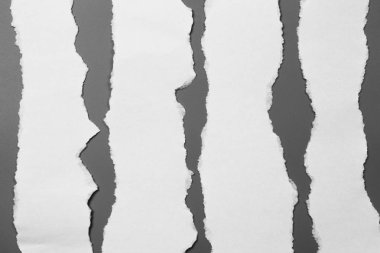 Gri arka planda beyaz yırtık kağıt. koleksiyon kağıdı yırtılması