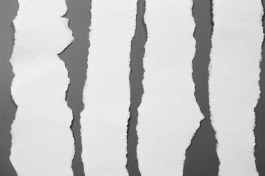 Gri arka planda beyaz yırtık kağıt. koleksiyon kağıdı yırtılması