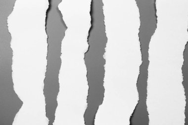 Gri arka planda beyaz yırtık kağıt. koleksiyon kağıdı yırtılması