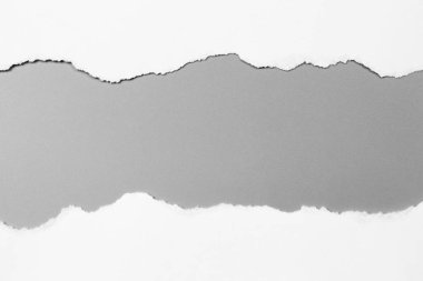 Gri arka planda beyaz yırtık kağıt. koleksiyon kağıdı yırtılması