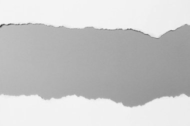 Gri arka planda beyaz yırtık kağıt. koleksiyon kağıdı yırtılması