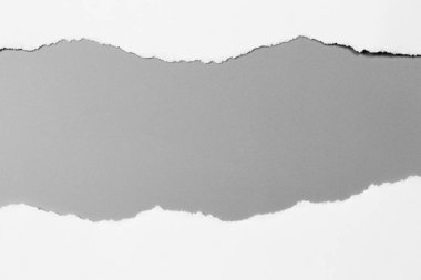 Gri arka planda beyaz yırtık kağıt. koleksiyon kağıdı yırtılması