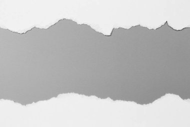 Gri arka planda beyaz yırtık kağıt. koleksiyon kağıdı yırtılması
