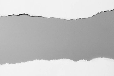 Gri arka planda beyaz yırtık kağıt. koleksiyon kağıdı yırtılması