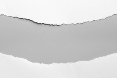 Gri arka planda beyaz yırtık kağıt. koleksiyon kağıdı yırtılması