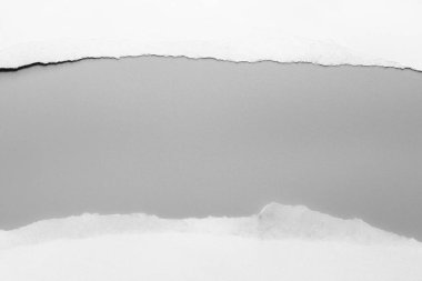 Gri arka planda beyaz yırtık kağıt. koleksiyon kağıdı yırtılması