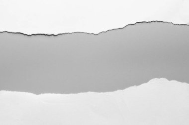 Gri arka planda beyaz yırtık kağıt. koleksiyon kağıdı yırtılması