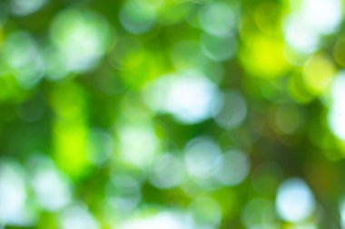 Odaklanmamış ışıklarla yeşil bokeh arkaplanı