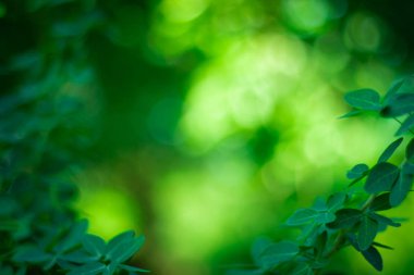 yeşil zemin doğa, daire hafif duvar kağıdı, beyaz bokeh arka plan bulanık