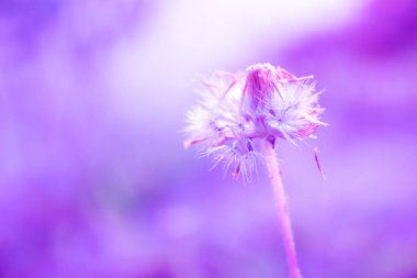 Pink flowers with sun light. Soft focus clipart