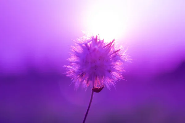 Roze Bloemen Met Zonlicht Soft Focus Sea — Stockfoto