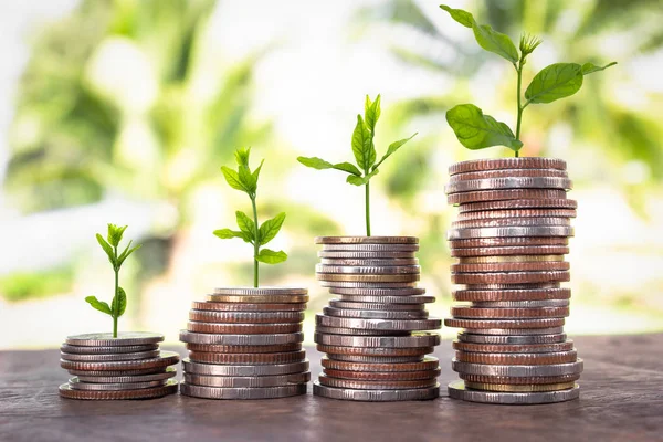 Financial planning, Money growth concept. Coins with young plant on table with backdrop blurred of nature