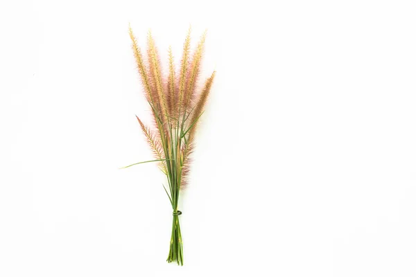 Wheat Dry Ears Spikelets — Stok fotoğraf