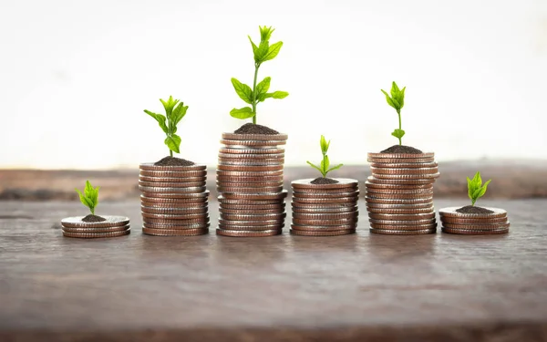 Financial planning, Money growth concept. Coins with young plant on table with backdrop cement wall.