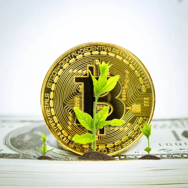Financial planning, Money growth concept. Coins with young plant on table with backdrop blurred of money