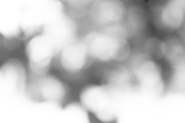 Doğa, daire beyaz duvar kağıdı, gri bokeh arka plan beyaz bulanık zemin