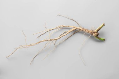 ağaç kökleri hiçbir gri arka plan. neden (bir bitki veya kesme) kökleri büyümeye.