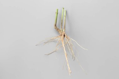 ağaç kökleri hiçbir gri arka plan. neden (bir bitki veya kesme) kökleri büyümeye.