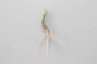 ağaç kökleri hiçbir gri arka plan. neden (bir bitki veya kesme) kökleri büyümeye.