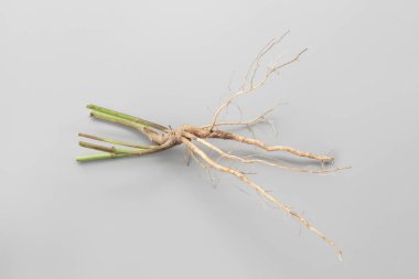 ağaç kökleri hiçbir gri arka plan. neden (bir bitki veya kesme) kökleri büyümeye.