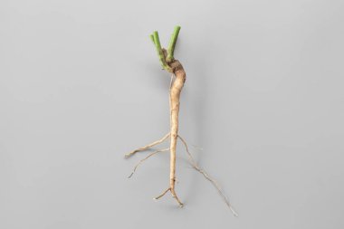 ağaç kökleri hiçbir gri arka plan. neden (bir bitki veya kesme) kökleri büyümeye.