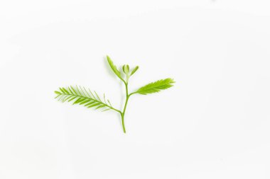 Beyaz arka planda doğadan genç bitkiler.