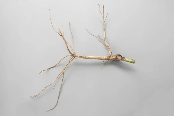 Коріння Дерева Має Сірого Фону Причина Рослина Або Різання Вирощування — стокове фото