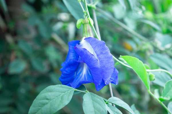 Bezelye çiçekleri doğayı oluşturur (Clitoria ternatea)