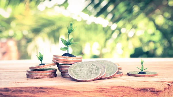 Financial planning, Money growth concept. Coins with young plant on table with backdrop blurred of nature