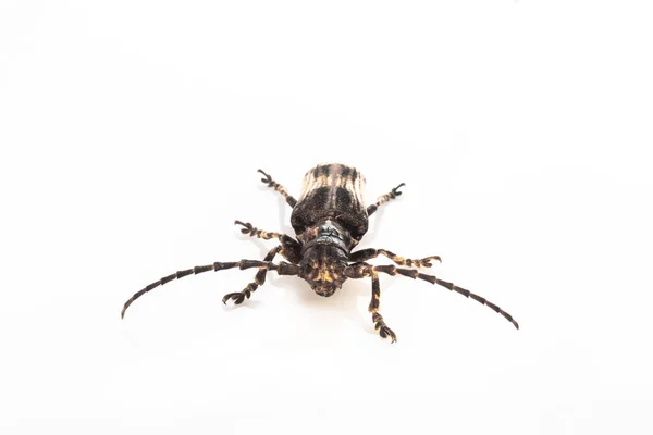Skalbagge Isolat Vit Bakgrund Coleoptera — Stockfoto