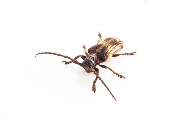 Escarabajo Aislado Sobre Fondo Blanco Coleópteros — Foto de Stock