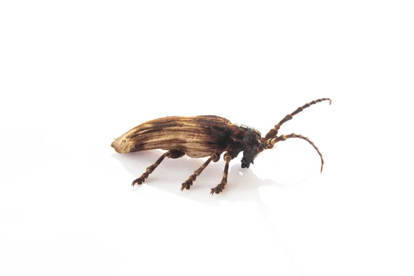 在白色背景上隔离甲虫 Coleoptera — 图库照片