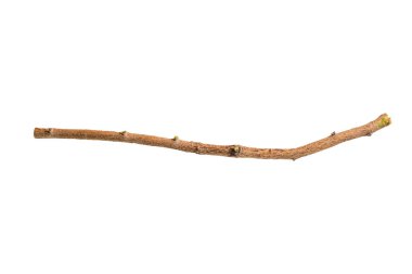 Beyaz arka plan üzerinde izole ağaç dalı.