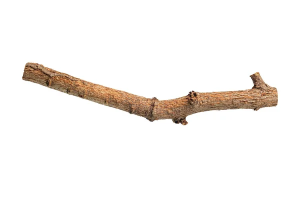 Tree Branch Isolated White Background — Stock Photo, Image