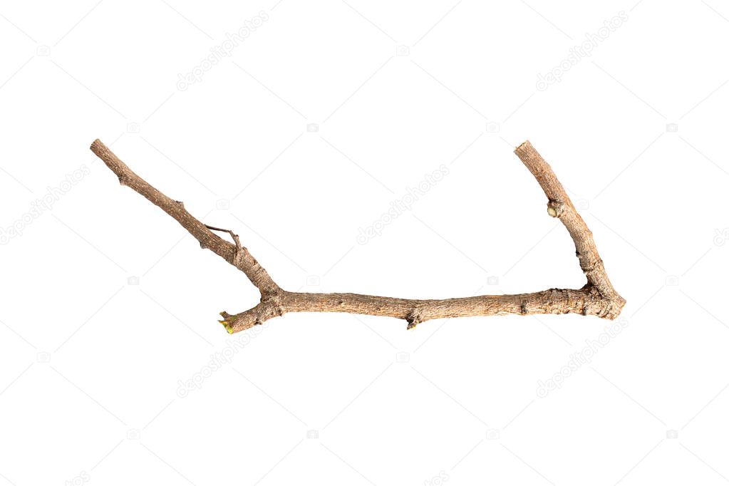 tree branch isolated on white background.