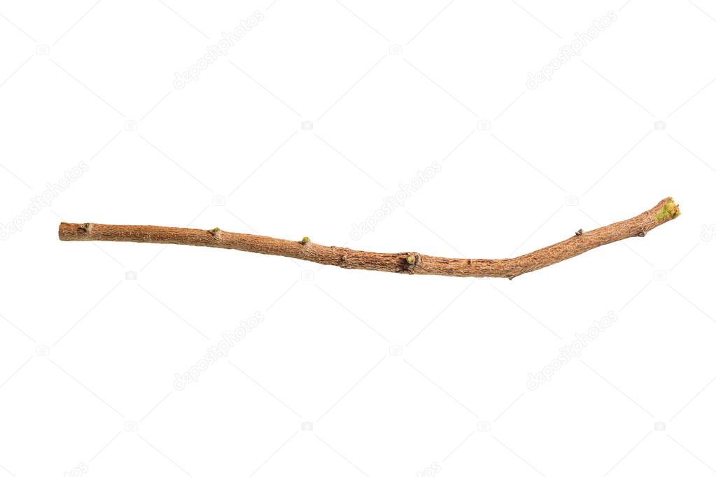 tree branch isolated on white background.