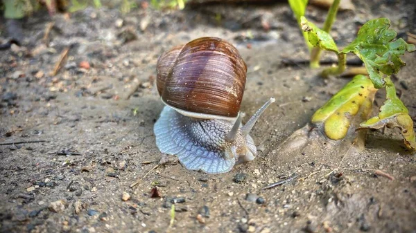 Escargot Qui Rampe Dans Ses Affaires — Photo