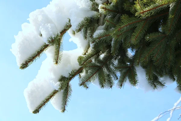 Branche Épinette Couverte Neige Par Une Journée Ensoleillée Hiver Contre — Photo