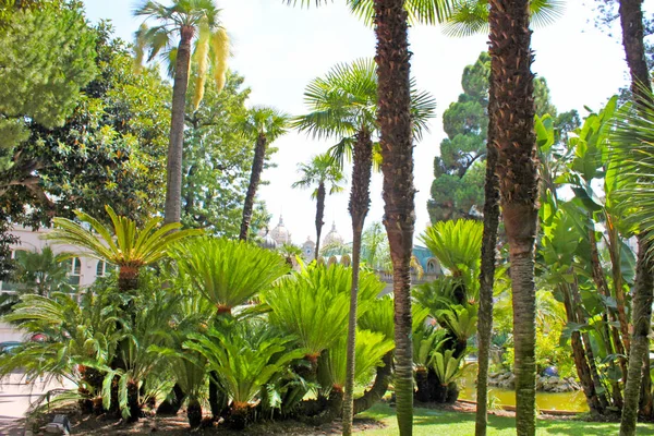 Monte-carlo, monaco- 3. august 2013: fußweg im garten — Stockfoto