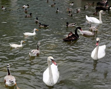 Kuğular ve ördekler