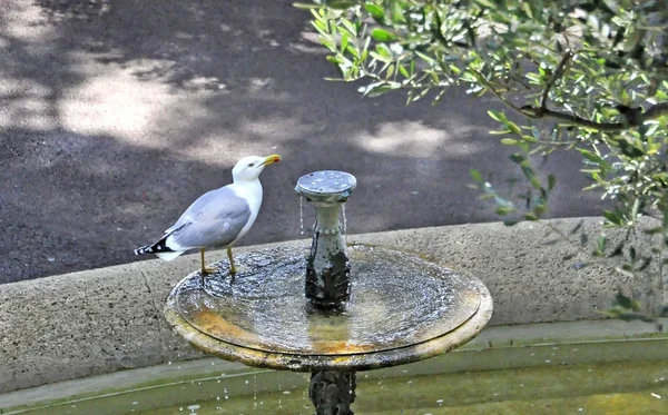 Gaviota marina — Foto de Stock