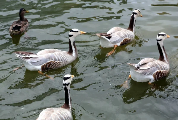 Anatre colorate galleggianti sull'acqua — Foto Stock